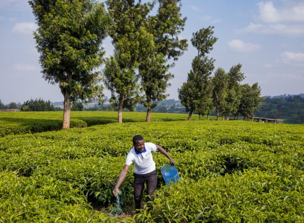 Tea Fertilizer Application In Limuru Kiambu County