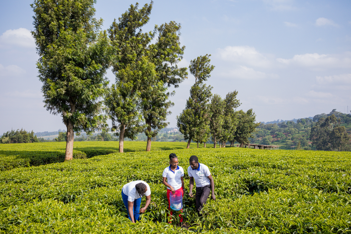 Tea Fertilizer Application In Limuru Kiambu County