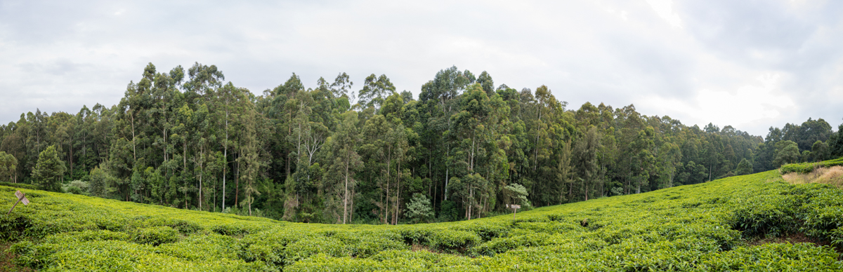 Kenya Travel Documentary Photography :: Tea Fertilizer Application